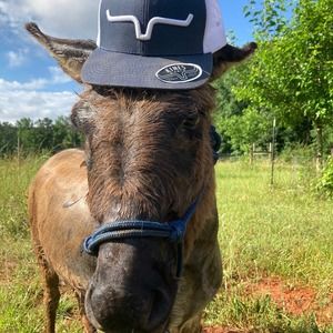 Meet your Posher, Violet